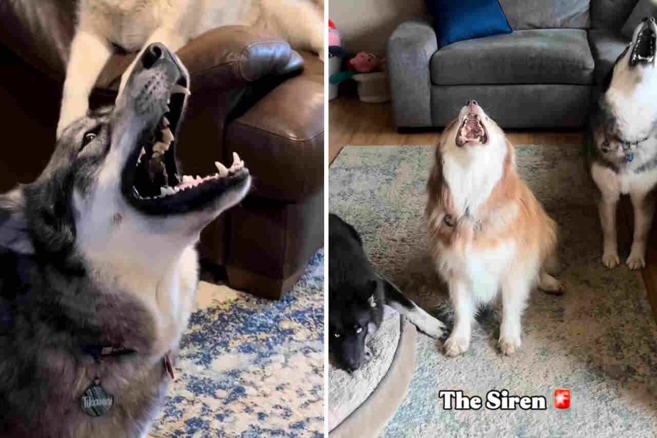 Vtipné video: podívejte se na toto video dříve, než si přivedete domů sibiřského huskyho