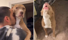 Vídeo hilário registra as reações de cães extremamente ciumentos