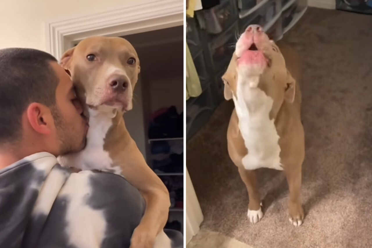 Vídeo hilário registra as reações de cães extremamente ciumentos