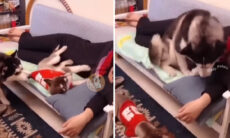 Vídeo hilário: tente não rir com esses cães extremamente ciumentos