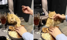 Vídeo hilário: gatos extremamente gulosos "roubam" comida de humanos
