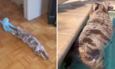 Vídeo comprova: os buldogues franceses são os cães mais engraçados do planeta