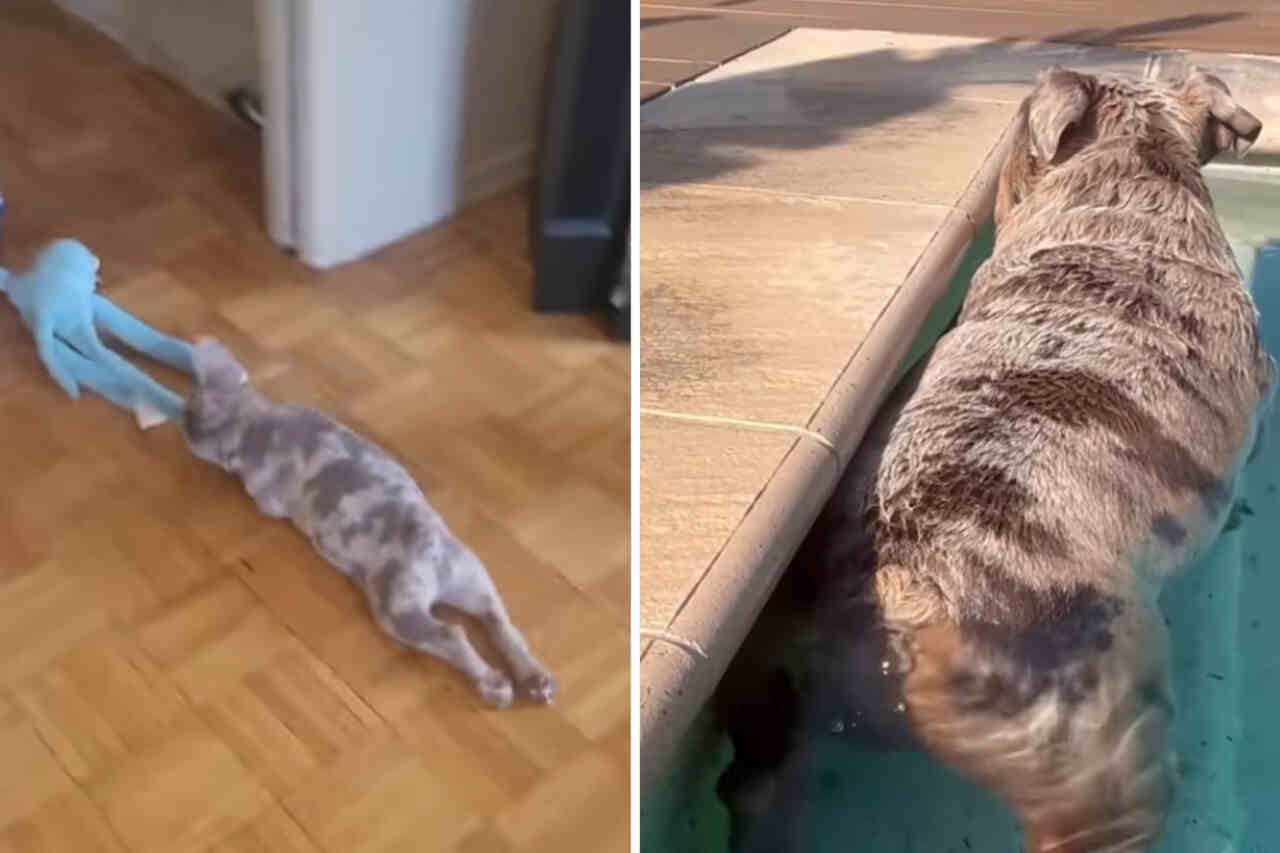 Video beweist: Französische Bulldoggen sind die lustigsten Hunde der Welt