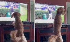 Vídeo hilário: cães "interagem" com as imagens na TV