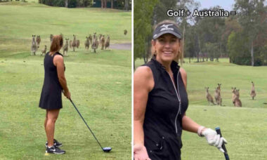Vídeo fofo: bando de cangurus invade campo de golfe na Austrália