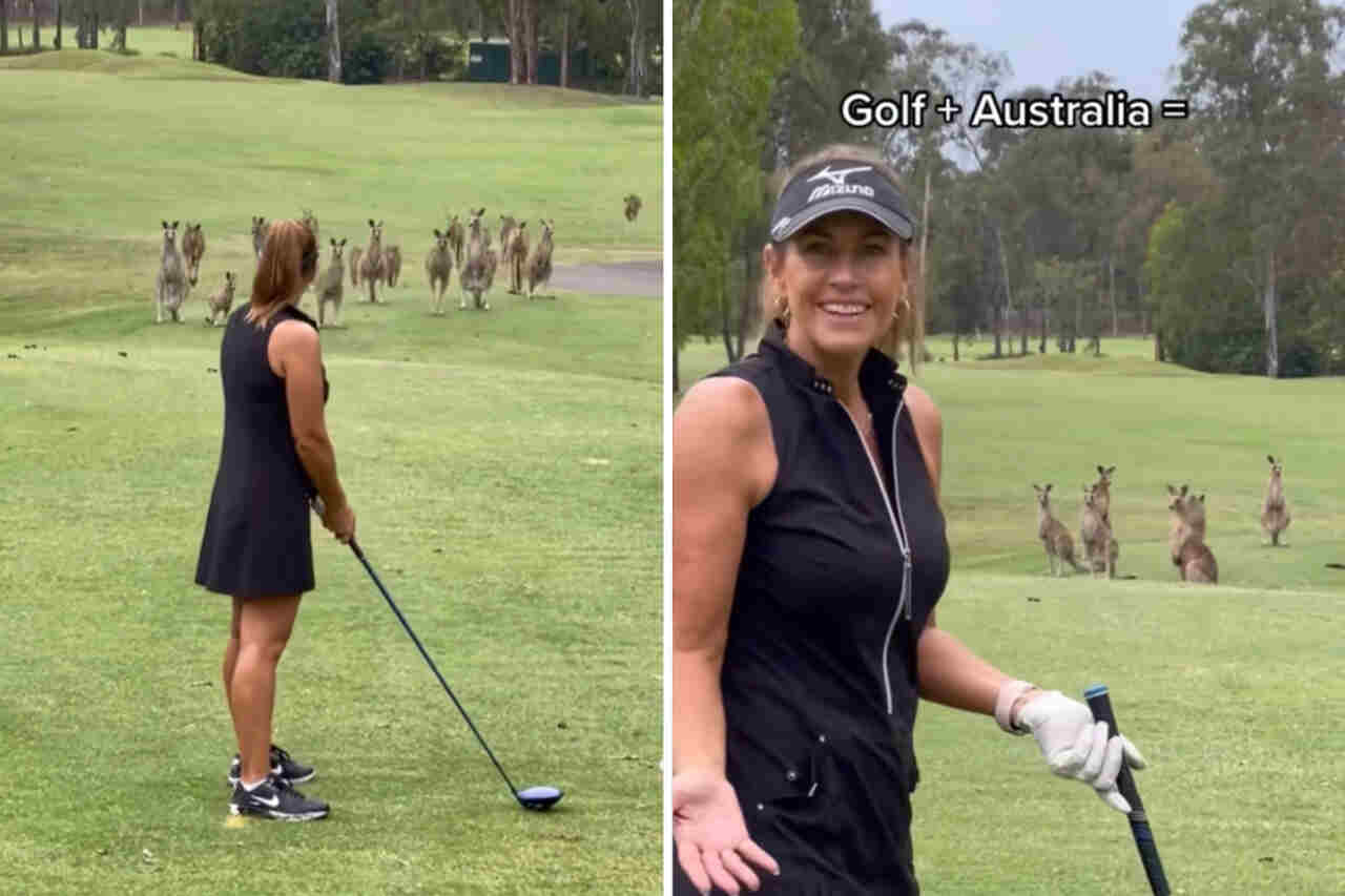 Sødt video: flok af kænguruer invaderer en golfbane i Australien
