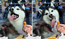 Vídeo hilário: cão husky siberiano tenta alcançar petisco do outro lado da vitrine