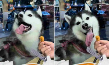 Vídeo hilário: cão husky siberiano tenta alcançar petisco do outro lado da vitrine