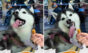 Vídeo hilário: cão husky siberiano tenta alcançar petisco do outro lado da vitrine