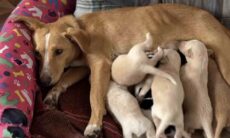 Vídeo fofo mostra cãezinhos promovendo o caos na hora de mamar