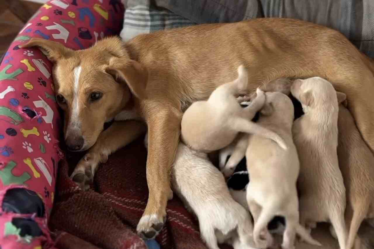 Süßes Video zeigt Welpen, die beim Säugen Chaos verursachen