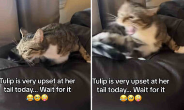 Vídeo hilário registra a relação conflituosa dos gatos com a própria cauda