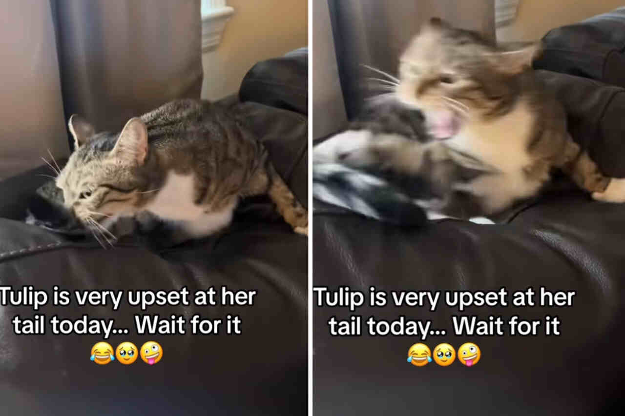 Lustiges Video zeigt Katzen im Konflikt mit ihrem eigenen Schwanz
