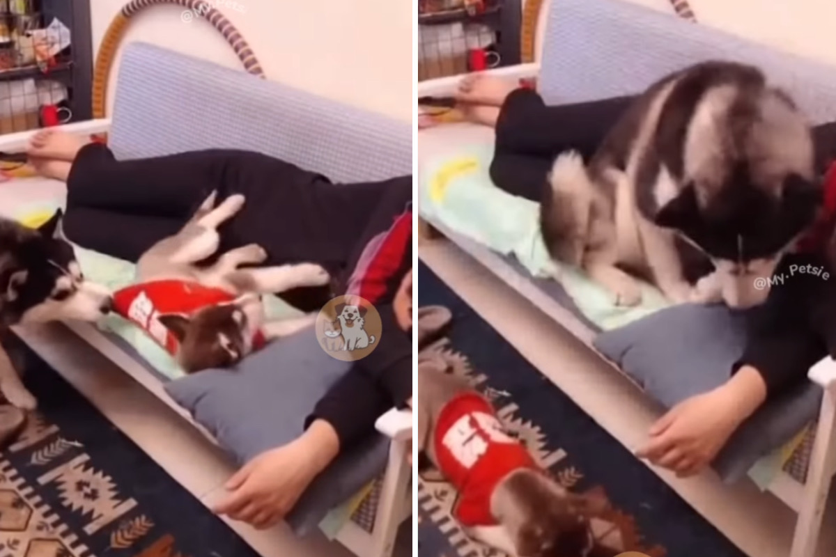 Lustiges Video: Versuche nicht zu lachen über diese extrem eifersüchtigen Hunde