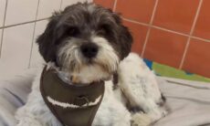 Cão é devolvido a abrigo dez minutos após ter sido adotado; entenda