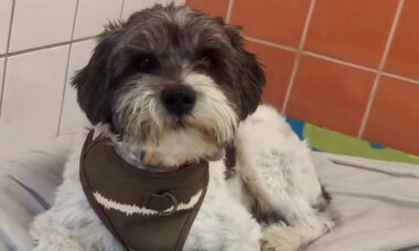 Cão é devolvido a abrigo dez minutos após ter sido adotado; entenda