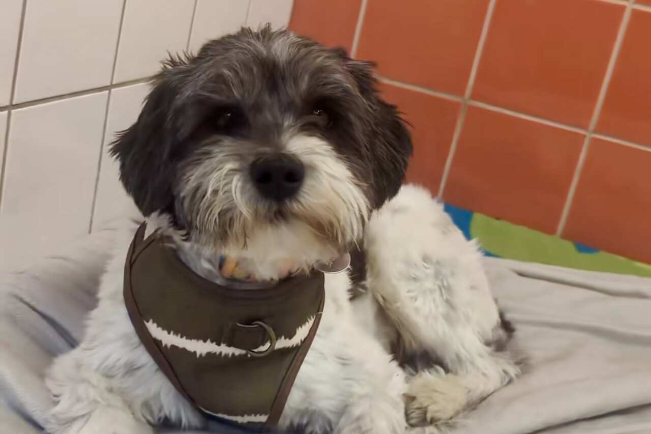 Cão é devolvido a abrigo dez minutos após ter sido adotado; entenda