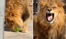 Vídeo: leão tem reação hilária ao provar alface pela primeira vez
