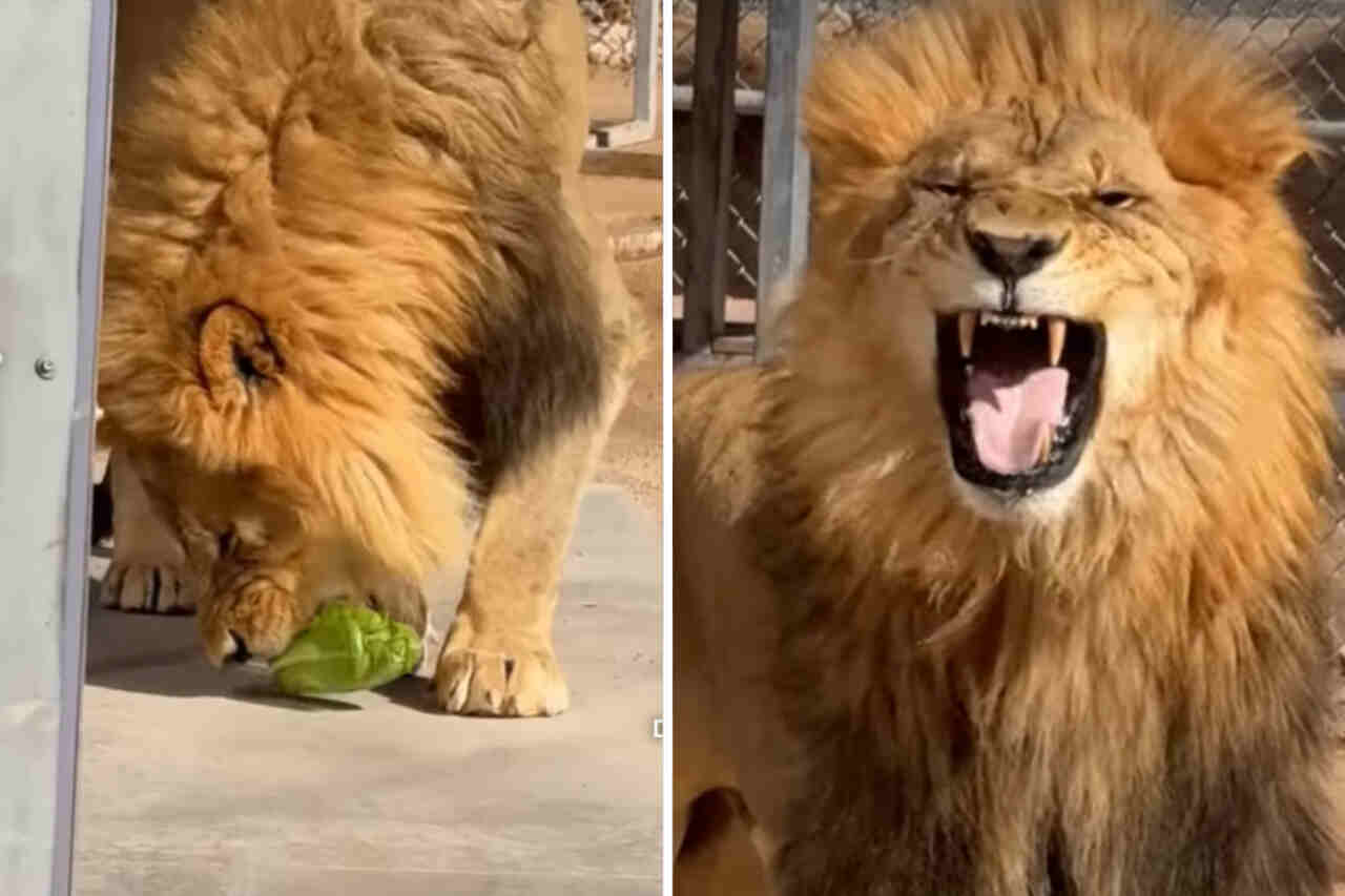 Video: Löwe zeigt lustige Reaktion, als er zum ersten Mal Salat probiert