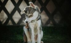 Seu cão treme? Saiba quando isso indica perigo para a saúde dele