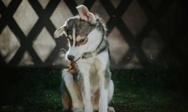 Seu cão treme? Saiba quando isso indica perigo para a saúde dele