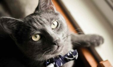 Veterinária revela quais são as 10 raças de gatos mais saudáveis