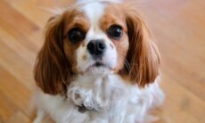 Confira as 5 raças de cães mais sossegados para quem quer evitar problemas no condomínio