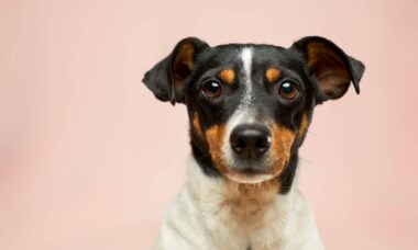 Estudo de DNA mapeia a jornada impressionante dos cães pelas Américas