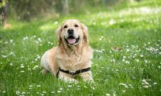 12 fatos impressionantes que você talvez não saiba sobre o seu cão