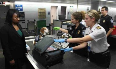 Tarântulas venenosas em pacote de bolo: alfândega alemã apreende 1.500 aranhas