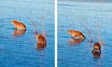 Capivaras ficam presas em lagoa congelada na Argentina durante onda polar. Foto: Comité Argentino de APECS