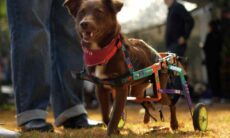 Pesquisadores brasileiros criam plataforma com IA para cães deficientes
