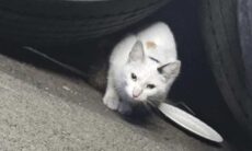 Conheça a incrível história da gata que viajou 600 km em motor de ônibus e sobreviveu