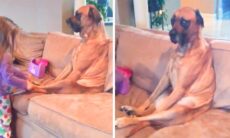 Vídeo hilário: cachorro demonstra paciência sem fim durante ‘consulta’ com doutora mirim. X @dogdistrictctr