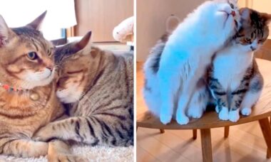 Vídeo fofo registra os gatos mais românticos do planeta. Instagram @dricats_silveira