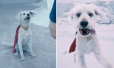 Novo filme do Superman impulsiona adoção de cachorros: entenda o fenômeno