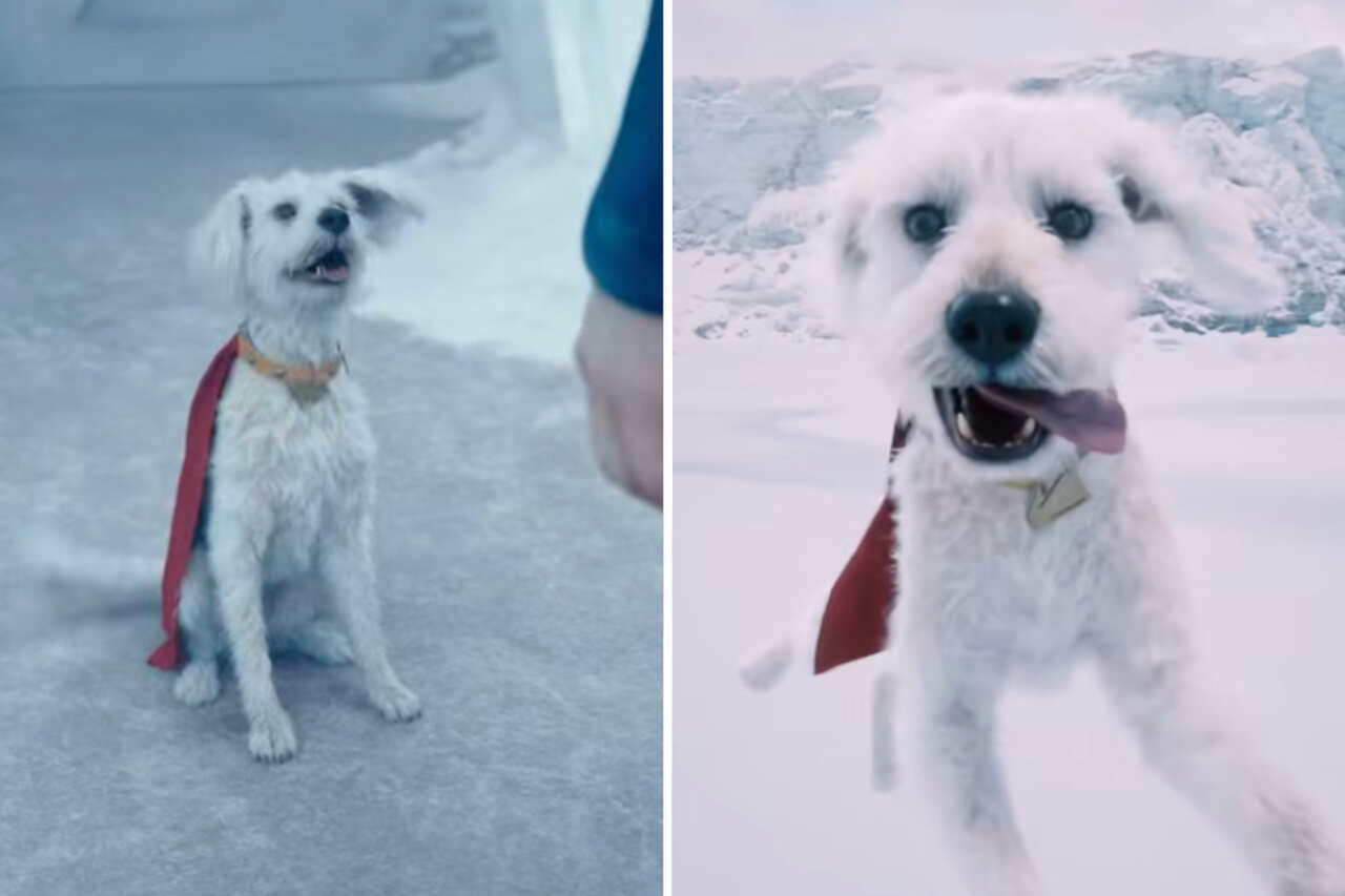 Novo filme do Superman impulsiona adoção de cachorros: entenda o fenômeno