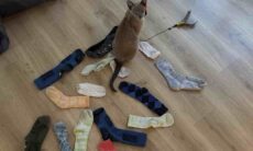 Gato vira "ladrão em série" de roupas íntimas e causa transtorno em vizinhança