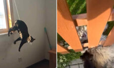 Vídeos hilários registram gatos entrando em enrascadas