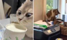 Vídeo hilário: tente não rir com as reações bizarras desses gatos