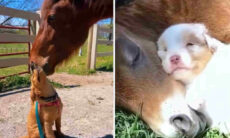 Vídeo fofo registra a amizade entre cães e cavalos
