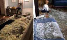 Vídeo hilário: esses cães destruidores são os mais impressionantes com que nos deparamos