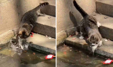 Vídeo impressionante registra como gatos são predadores implacáveis