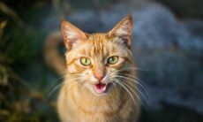 Sistema de inteligência artificial promete traduzir o que os gatos querem dizer