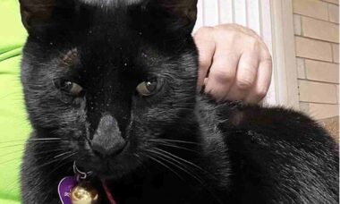 Gato ajuda pesquisadores a desvendar nova descoberta científica