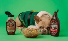 Seu cachorro está acima do peso? Estudo revela que as causas vão além da ração