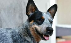 Confira as 20 raças de cães que têm vidas mais longas