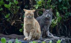 Mulher é presa por abandonar mais de 100 gatos em van de transportadora; 28 deles morreram