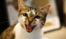 Segredo dos gatos: o que significa quando seu felino mia só para você?
