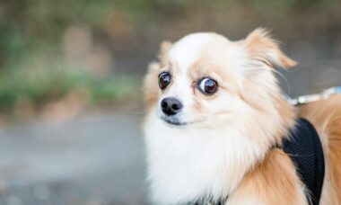 Veterinário revela as 10 raças de cães que não levaria para casa (e os motivos)